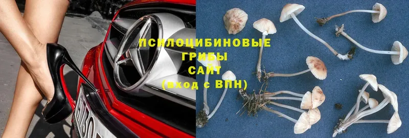 Псилоцибиновые грибы Psilocybe  где можно купить наркотик  Гусь-Хрустальный 